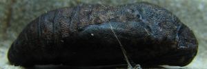 Pupae